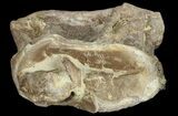Xiphactinus (Cretaceous Fish) Vertebra - Kansas #68972-2